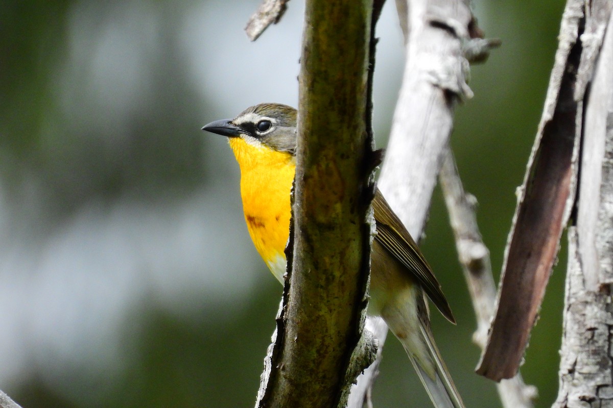 Yellow-breasted Chat - ML618523777