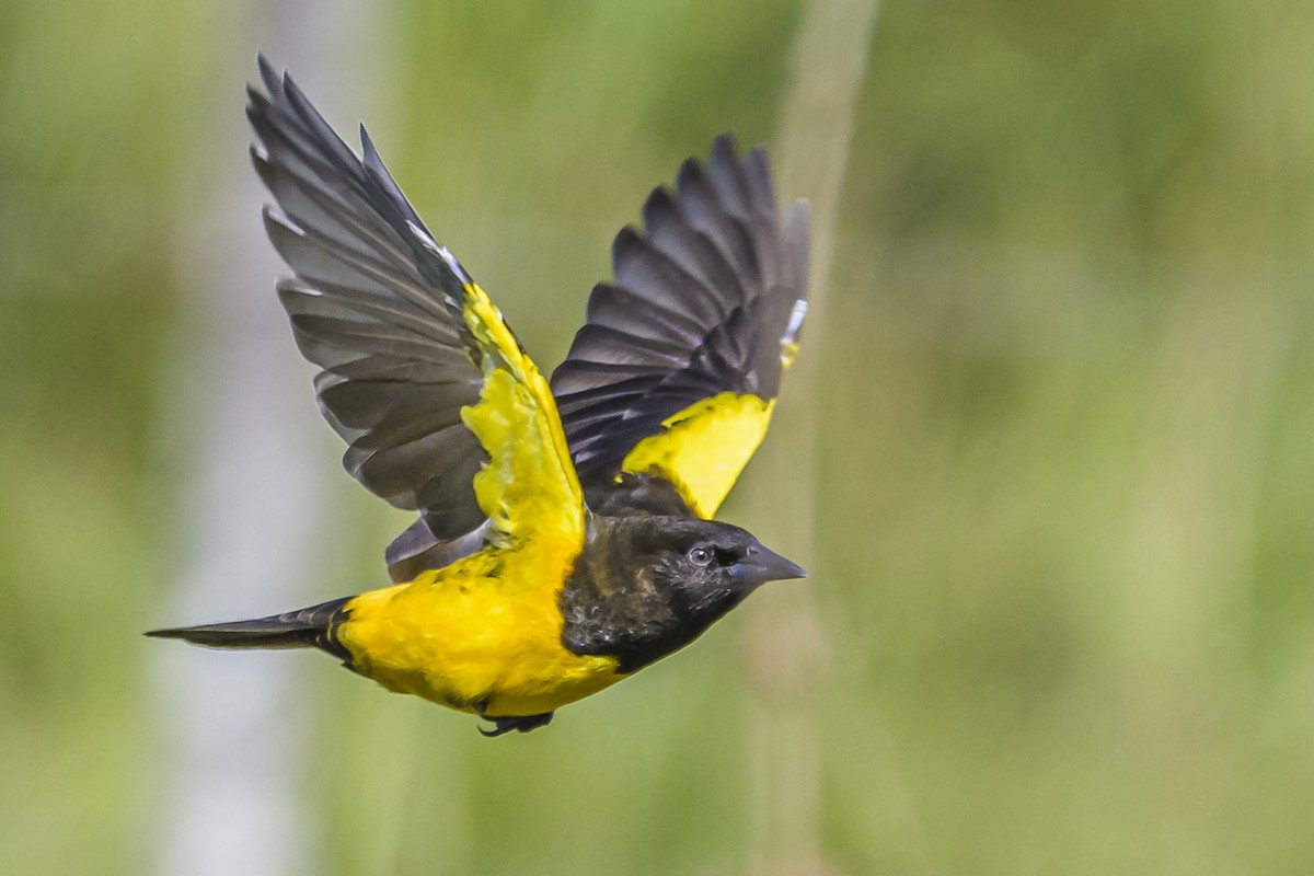 Yellow-rumped Marshbird - ML618523786