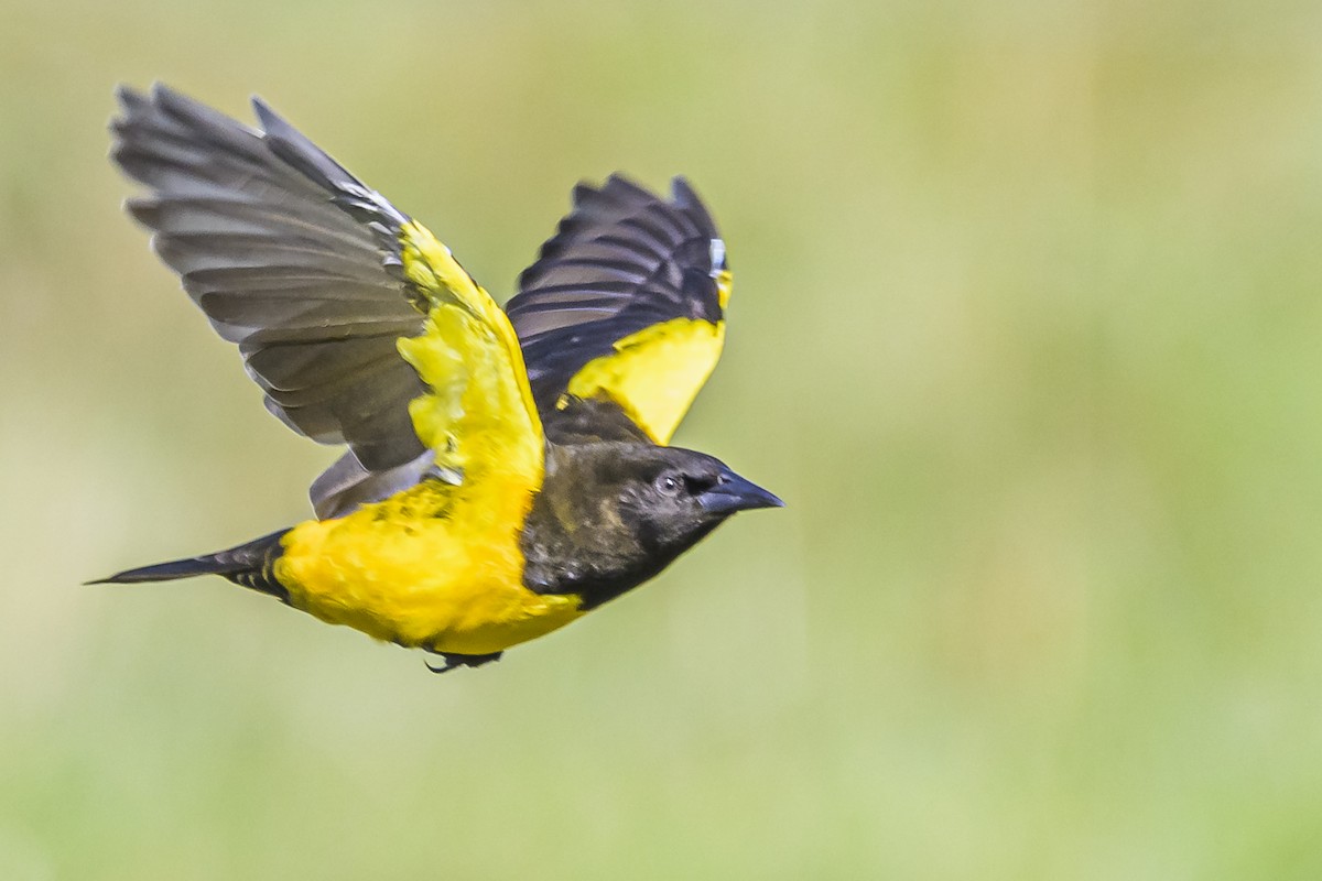 Yellow-rumped Marshbird - Amed Hernández