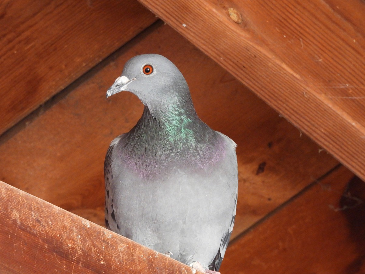 Rock Pigeon (Feral Pigeon) - ML618523796