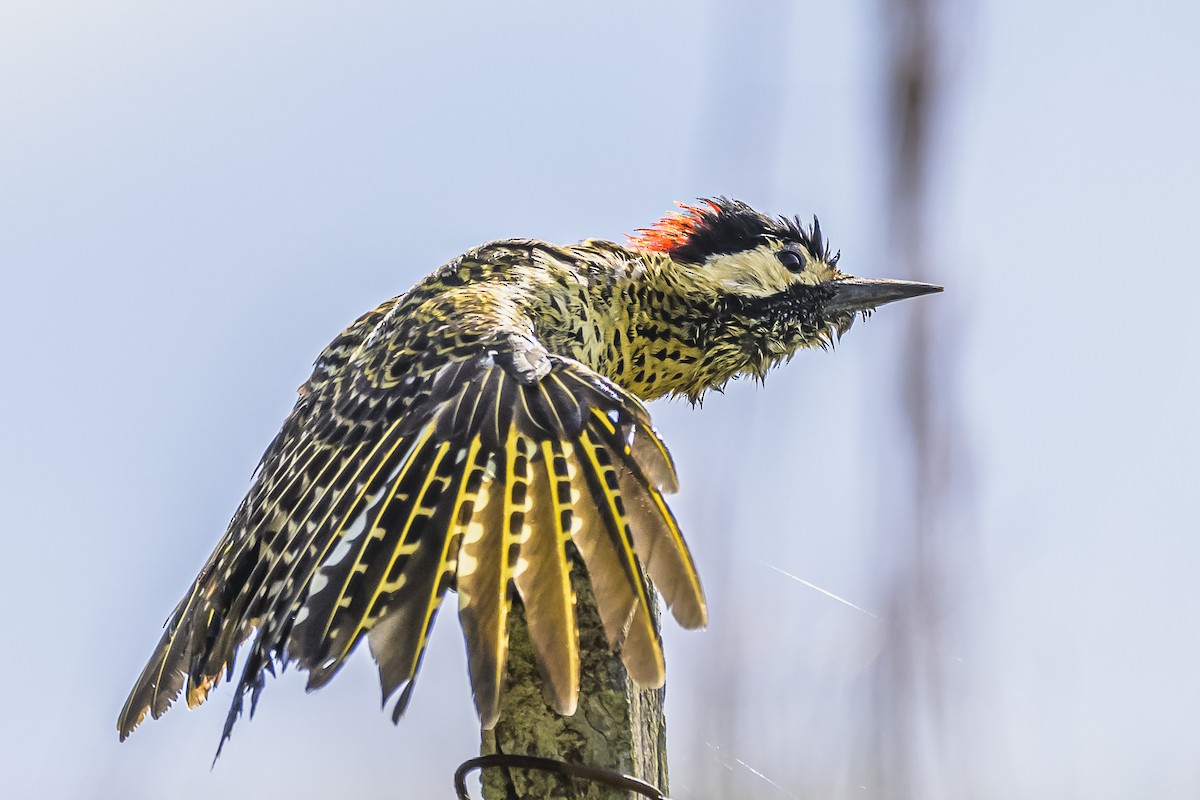 Green-barred Woodpecker - ML618523807