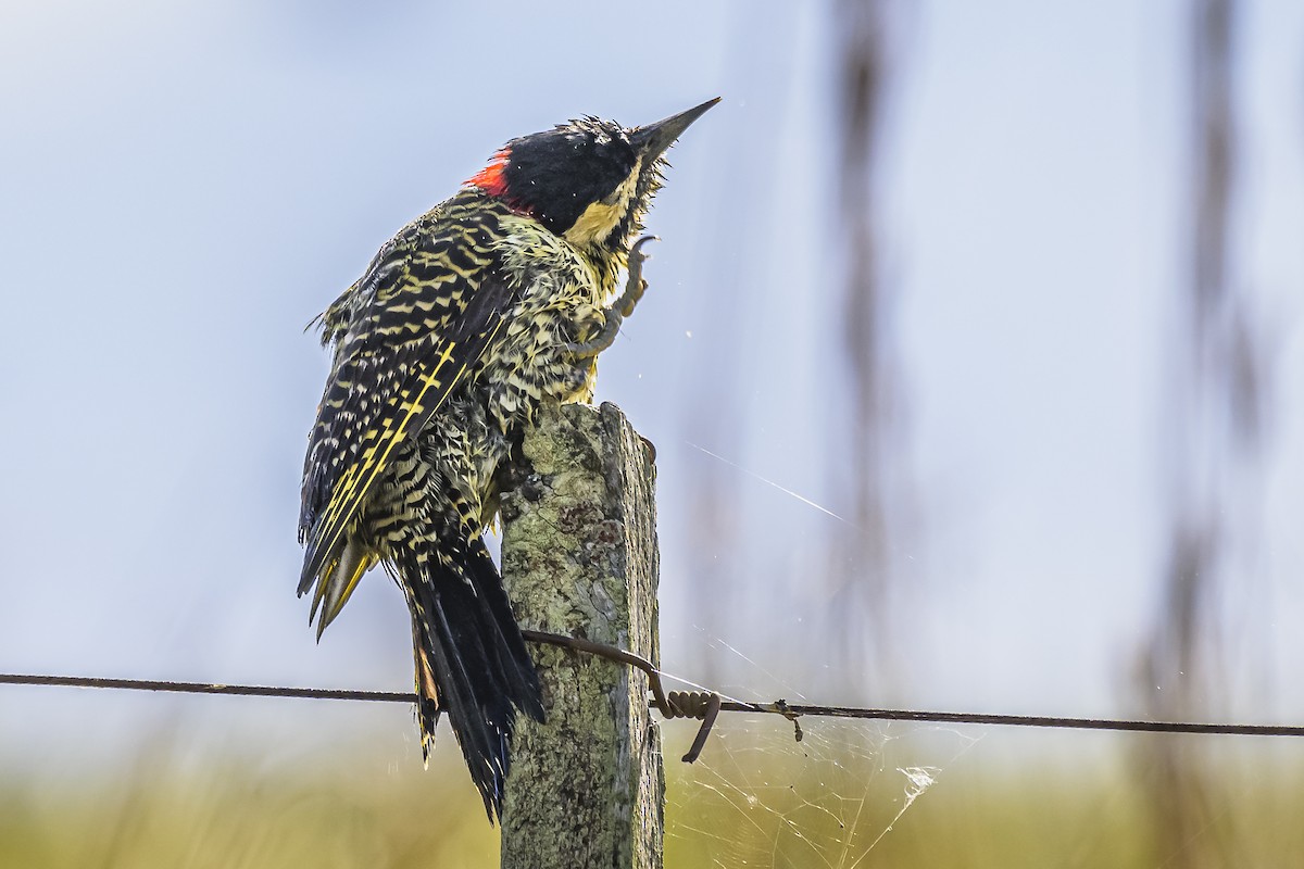 Green-barred Woodpecker - ML618523808