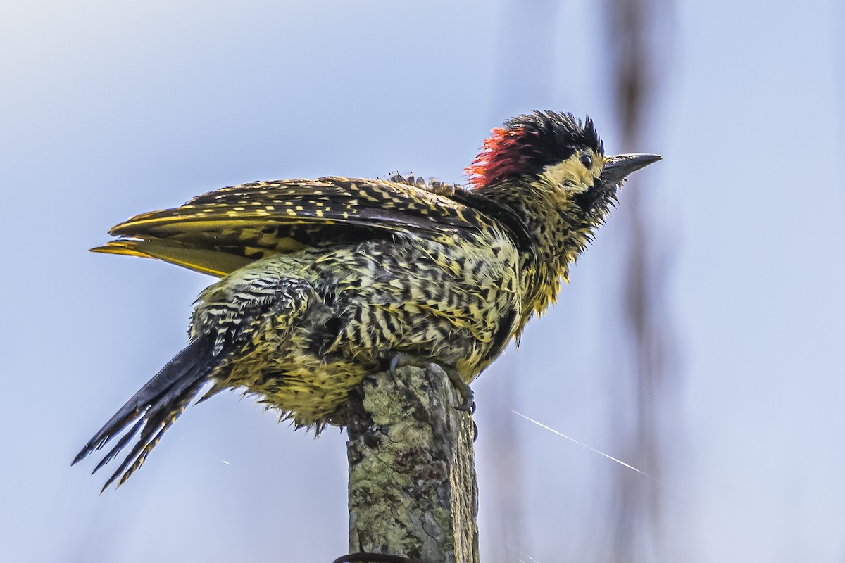 Green-barred Woodpecker - ML618523809