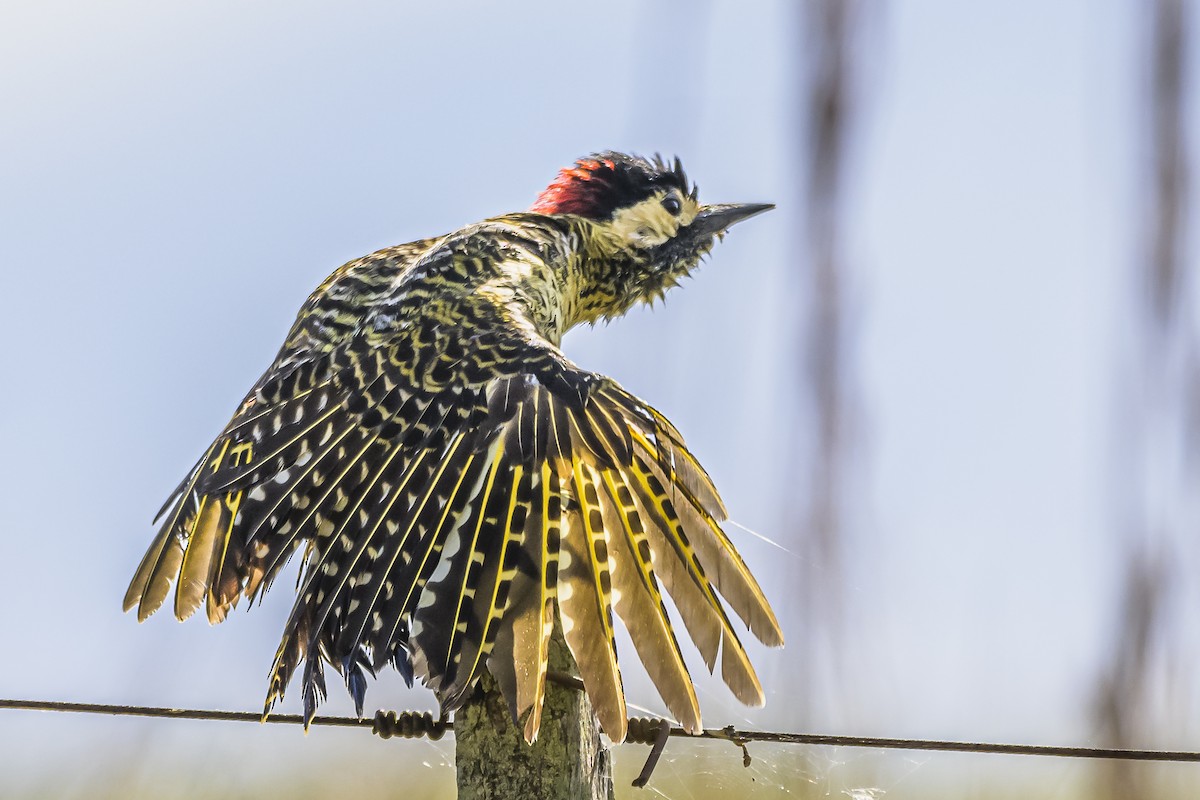 Green-barred Woodpecker - ML618523810