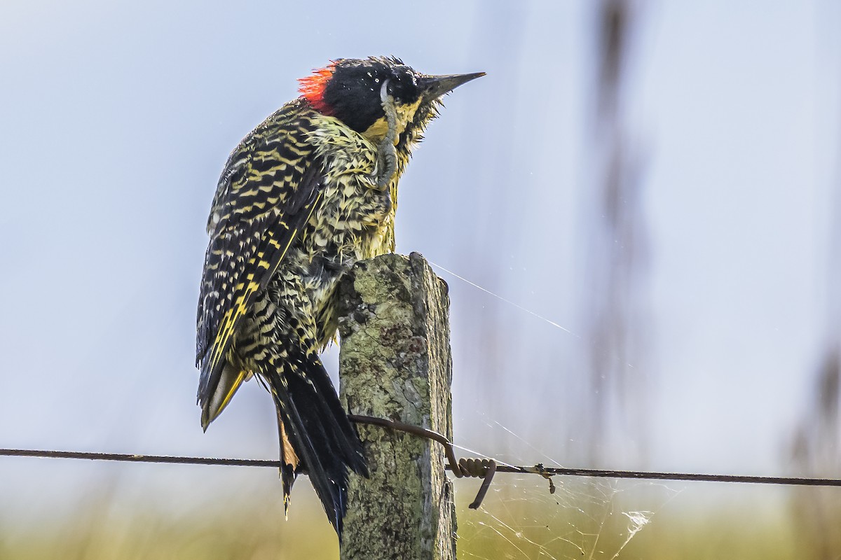Green-barred Woodpecker - ML618523811