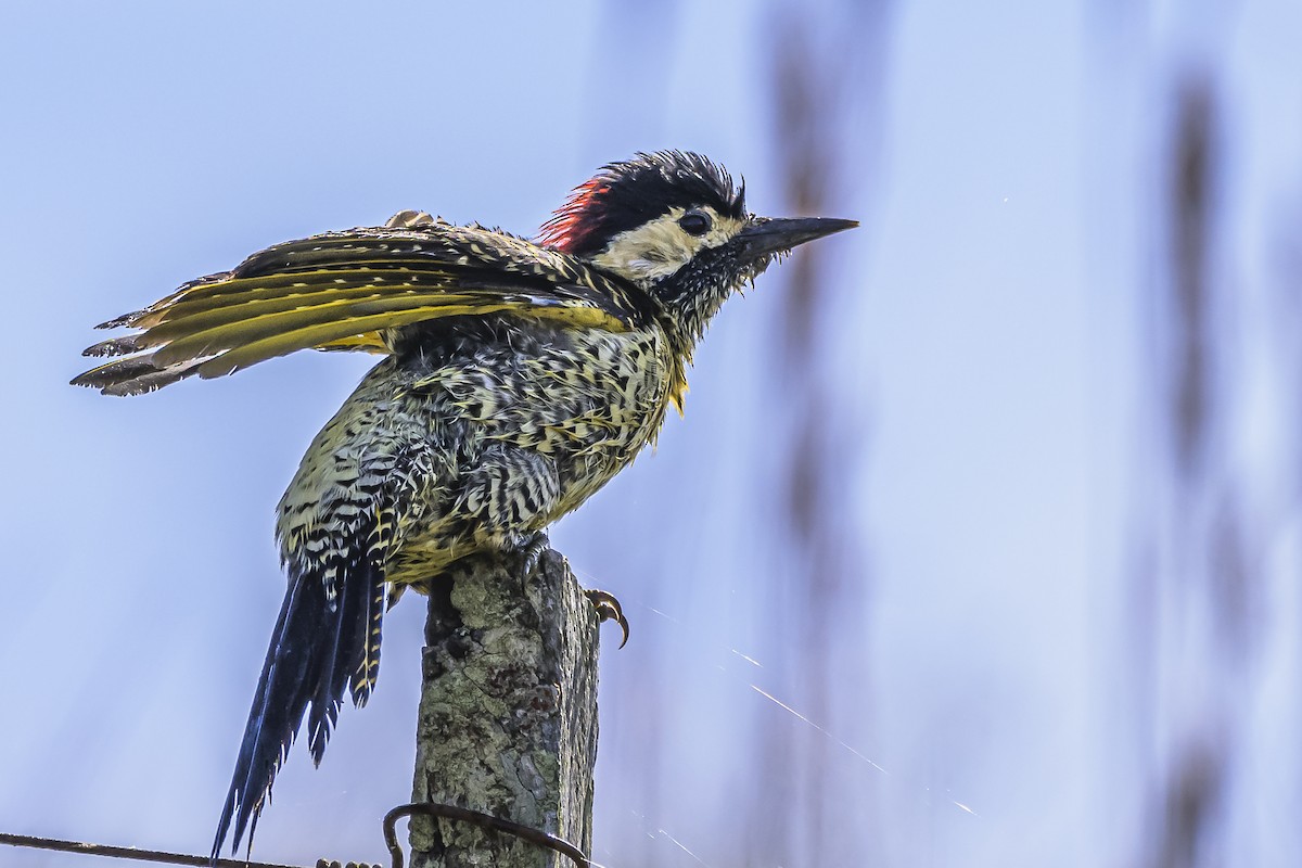 Green-barred Woodpecker - ML618523813