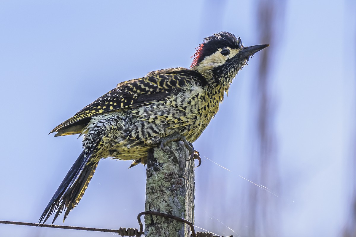 Green-barred Woodpecker - ML618523814