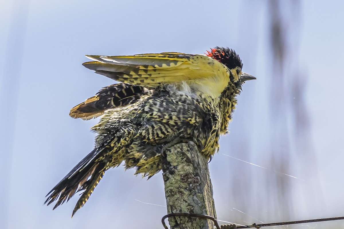 Green-barred Woodpecker - ML618523815