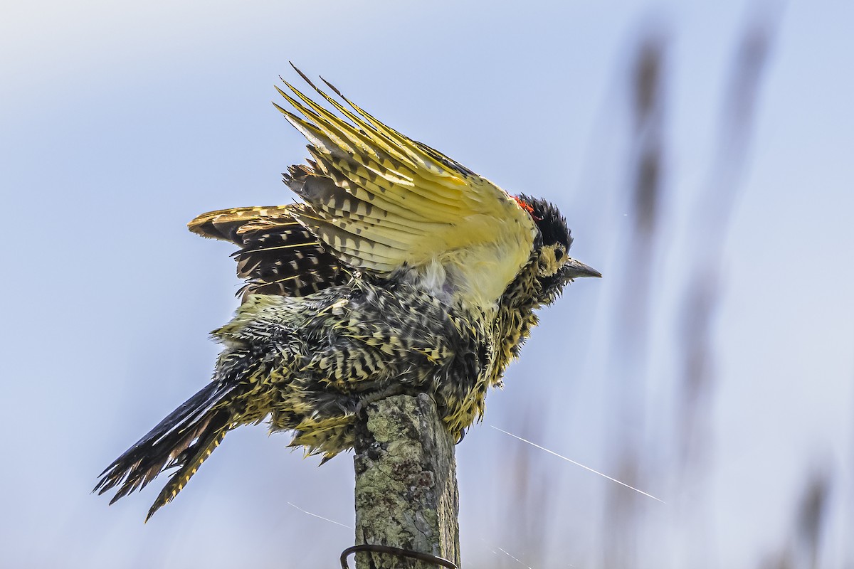 Green-barred Woodpecker - ML618523816
