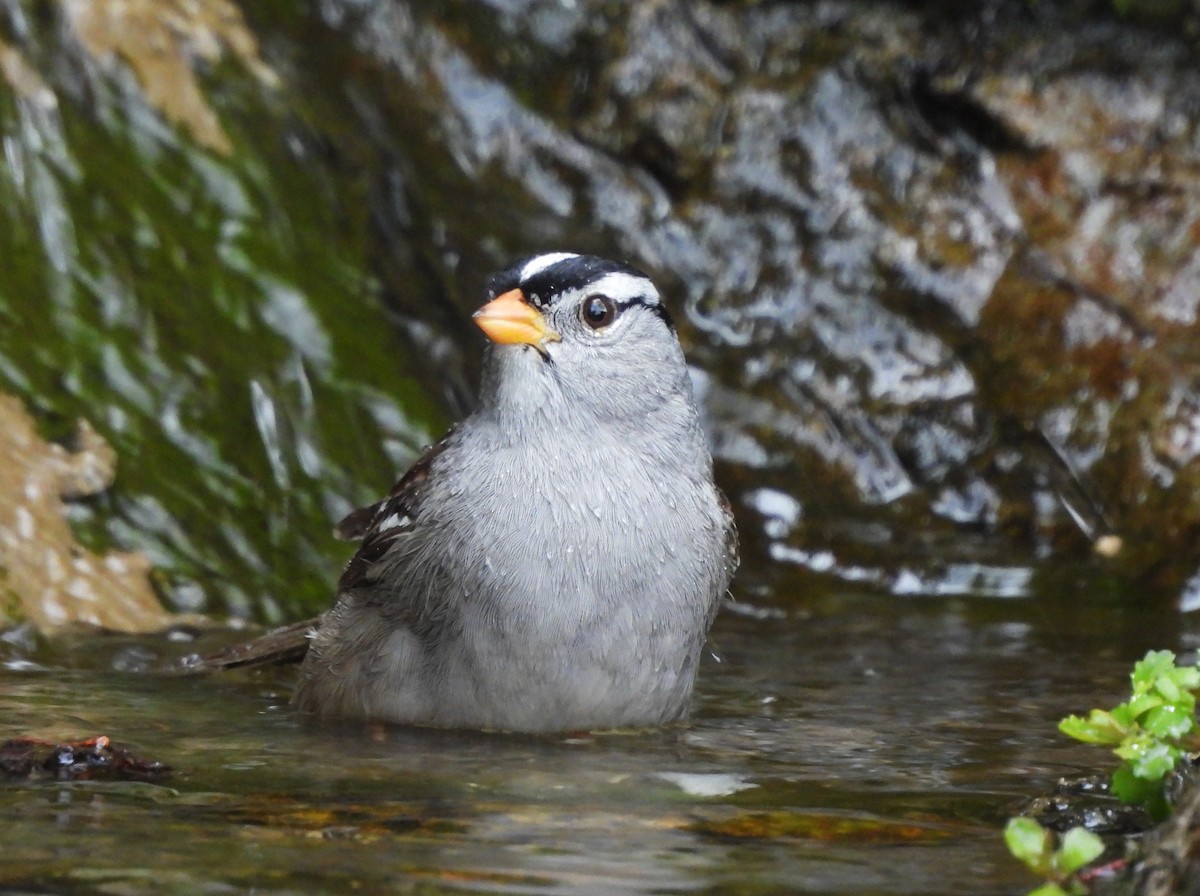 White-crowned Sparrow - Don Manson