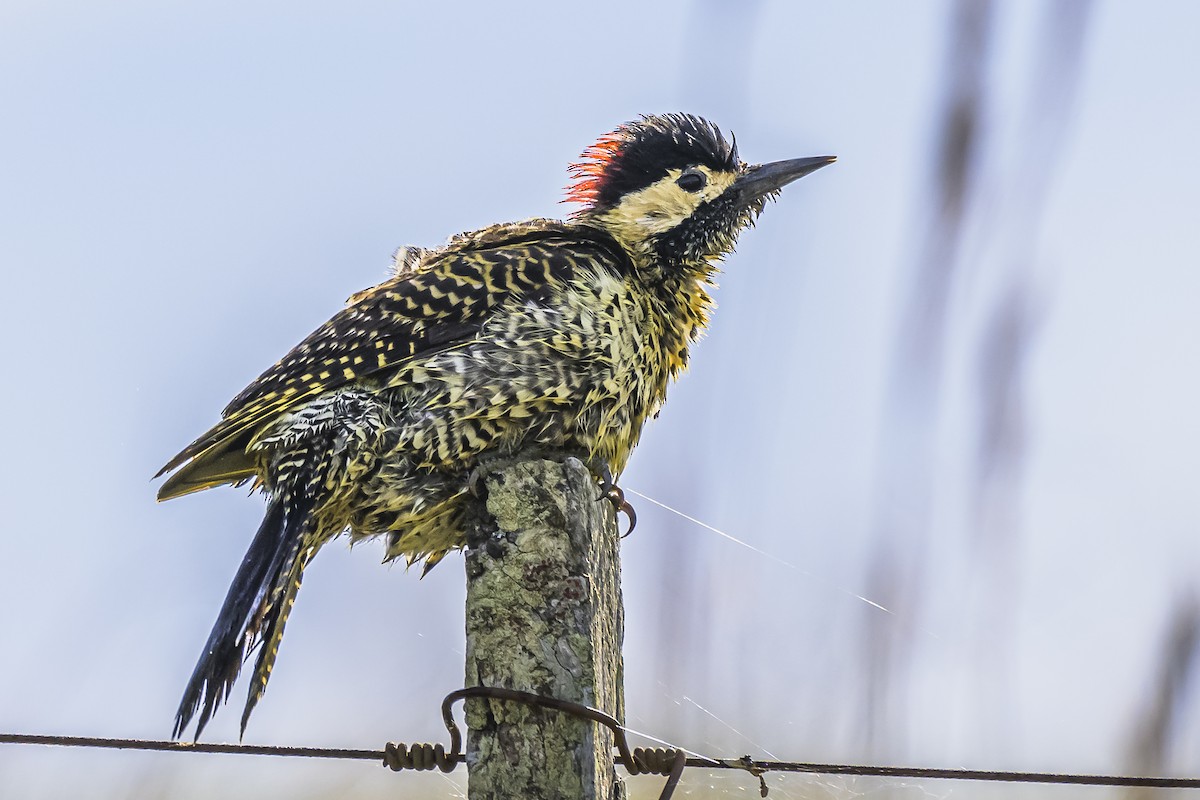 Green-barred Woodpecker - ML618523818