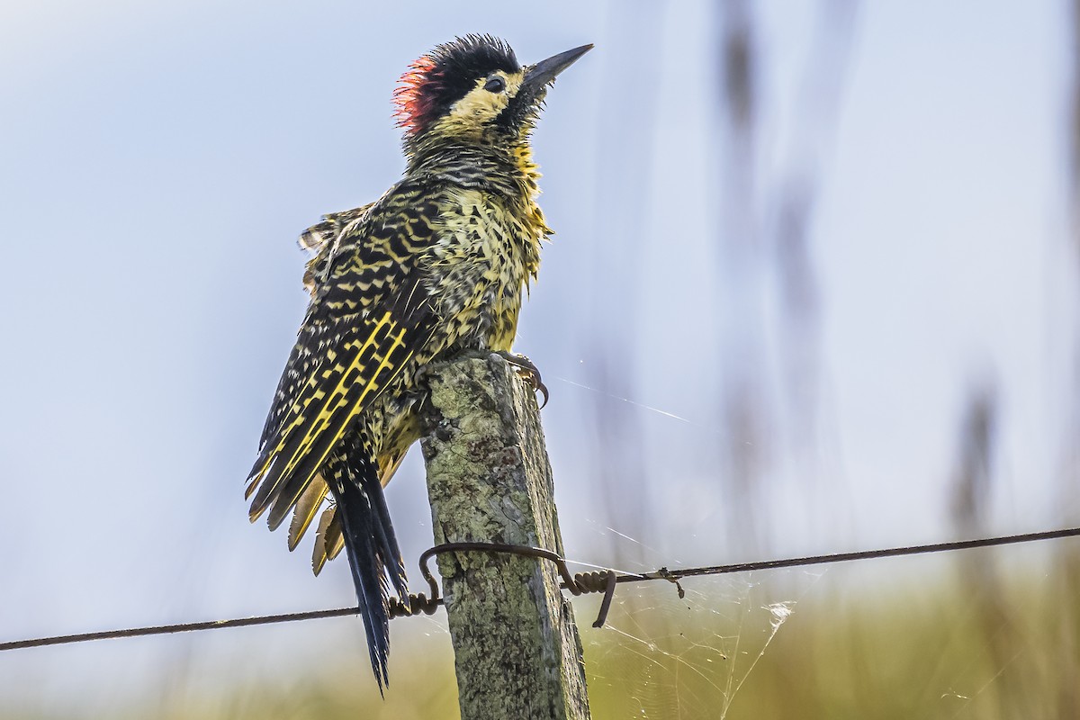 Green-barred Woodpecker - ML618523819