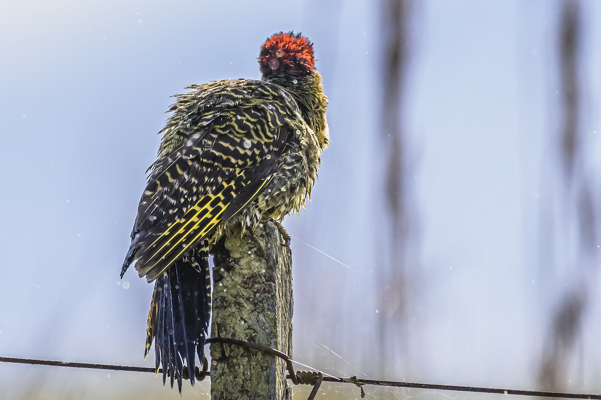 Green-barred Woodpecker - ML618523821