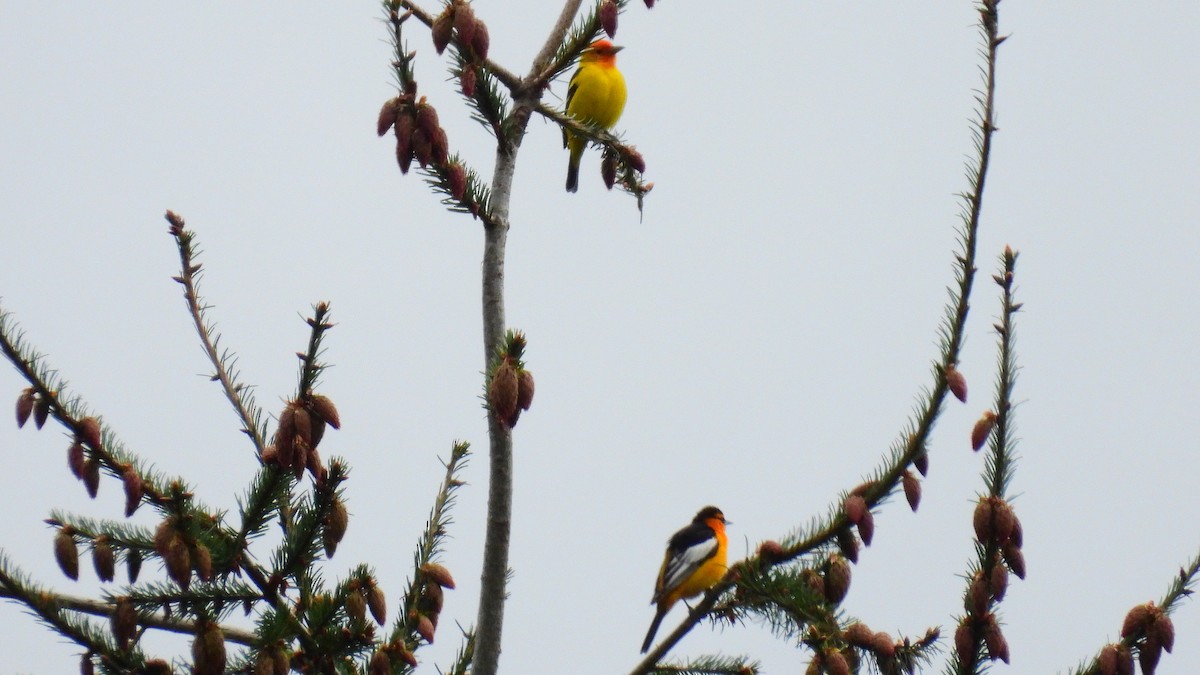 Western Tanager - ML618523842