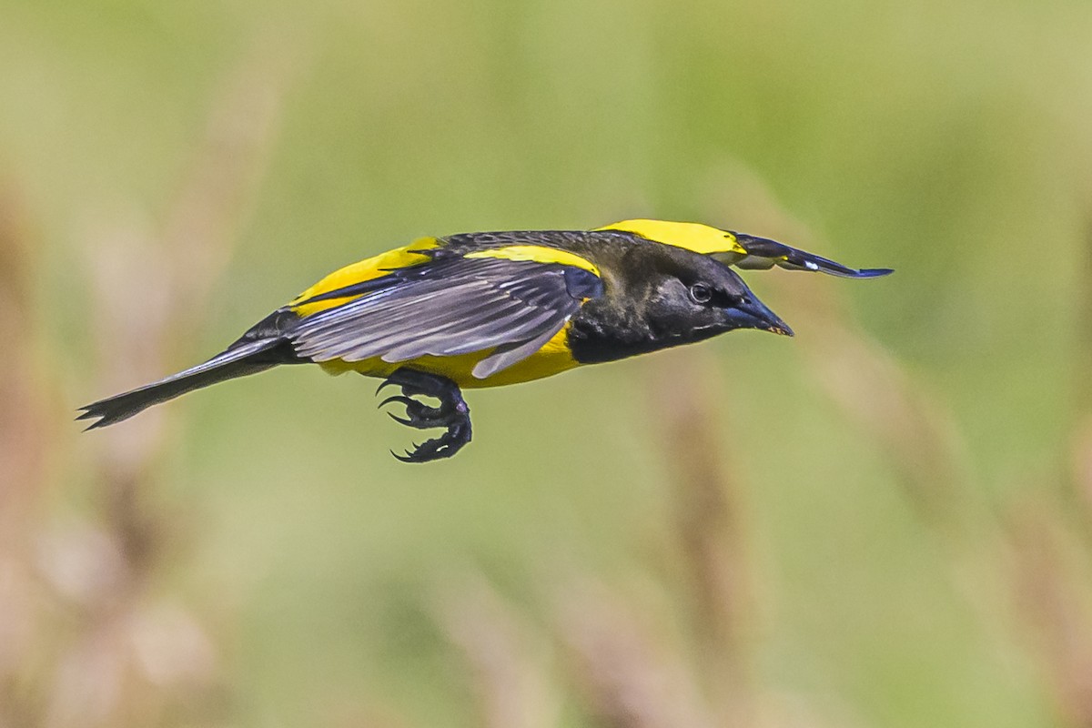 Yellow-rumped Marshbird - ML618523845