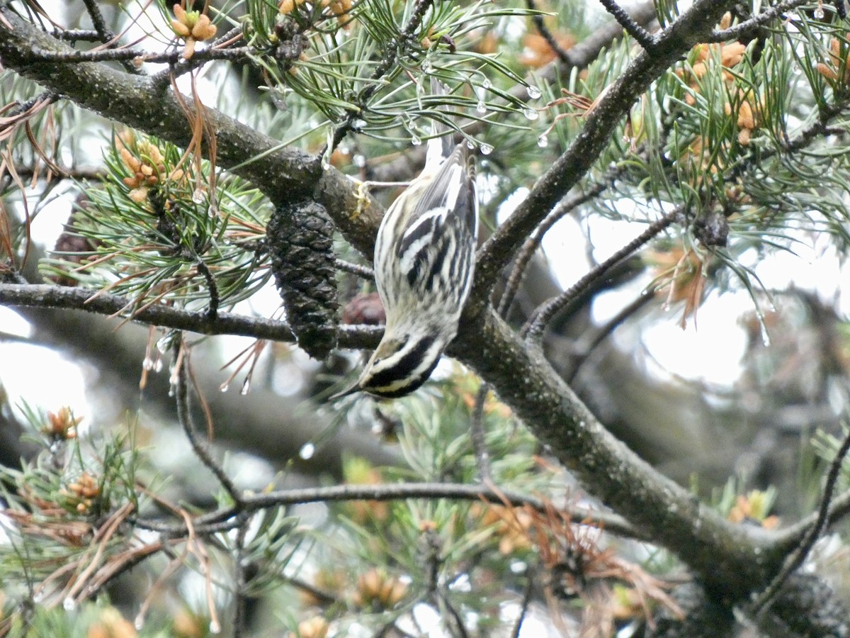 Black-and-white Warbler - ML618523847