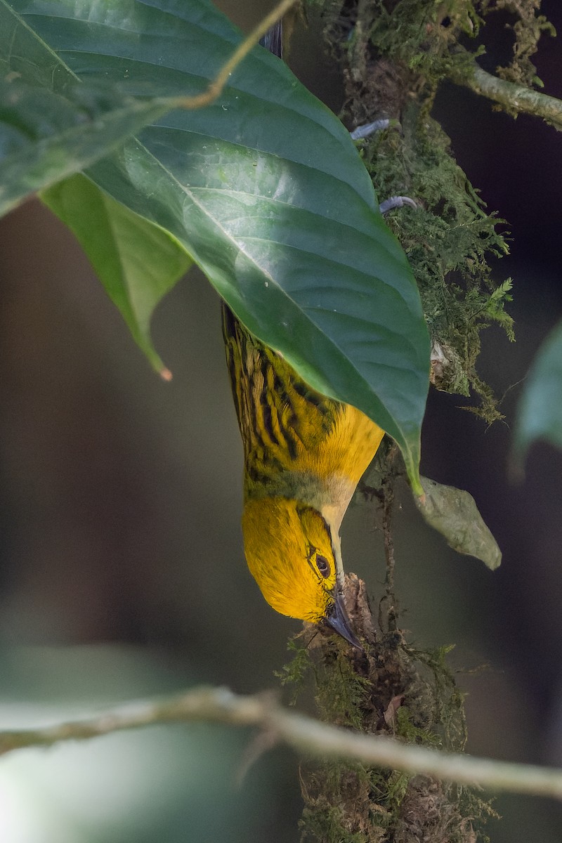 Silver-throated Tanager - ML618523848