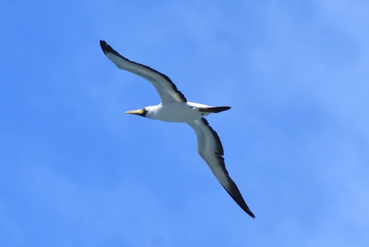 Masked Booby - ML618523892