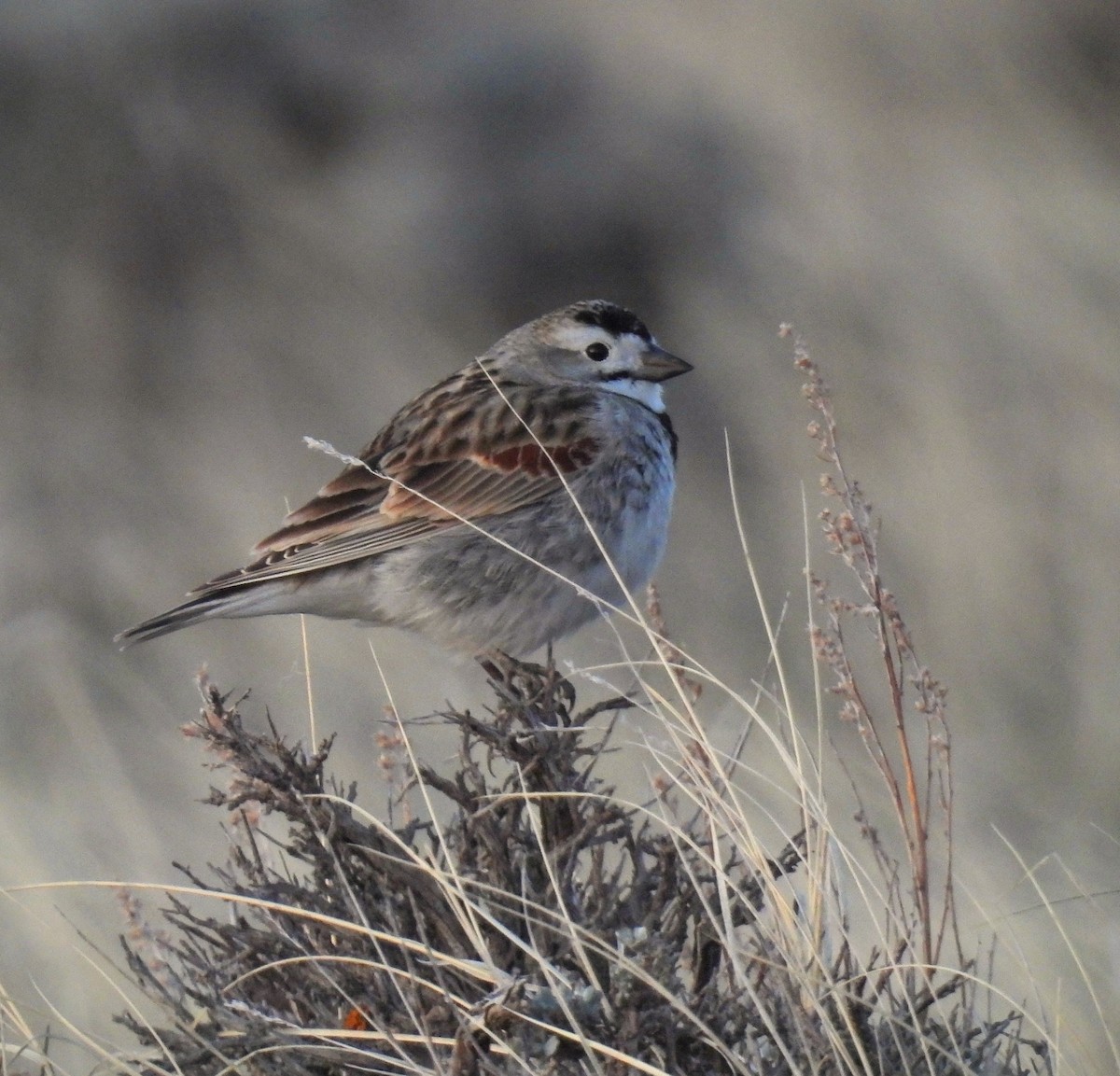 Thick-billed Longspur - ML618523907