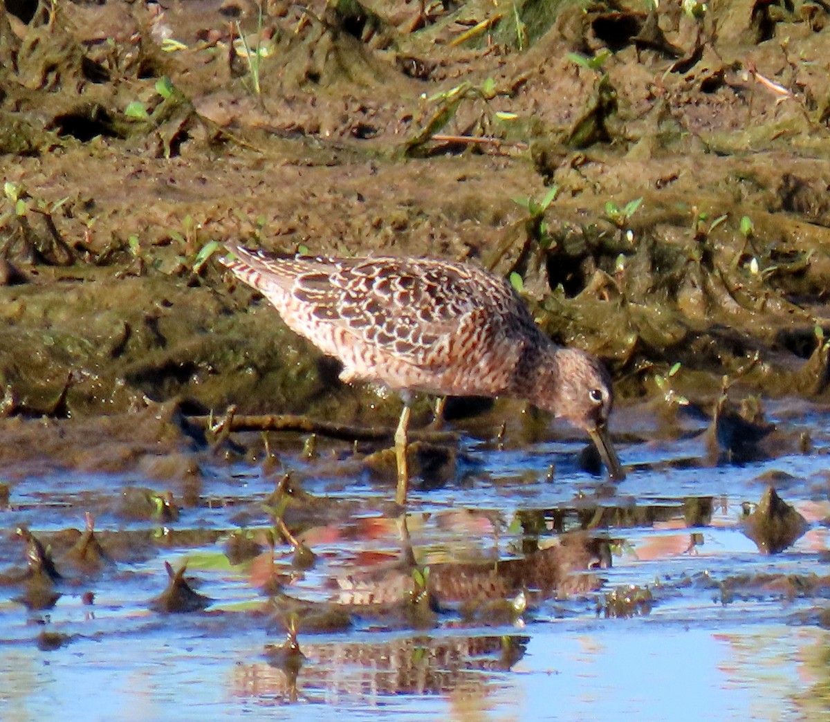 Long-billed Dowitcher - ML618523920