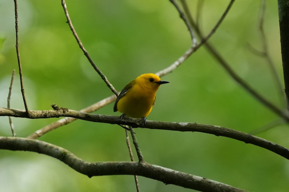 Prothonotary Warbler - ML618523930