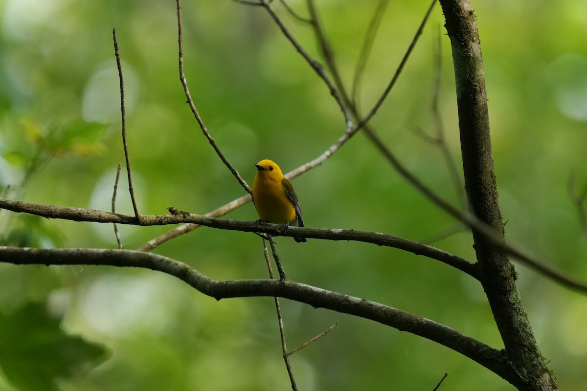 Prothonotary Warbler - ML618523931