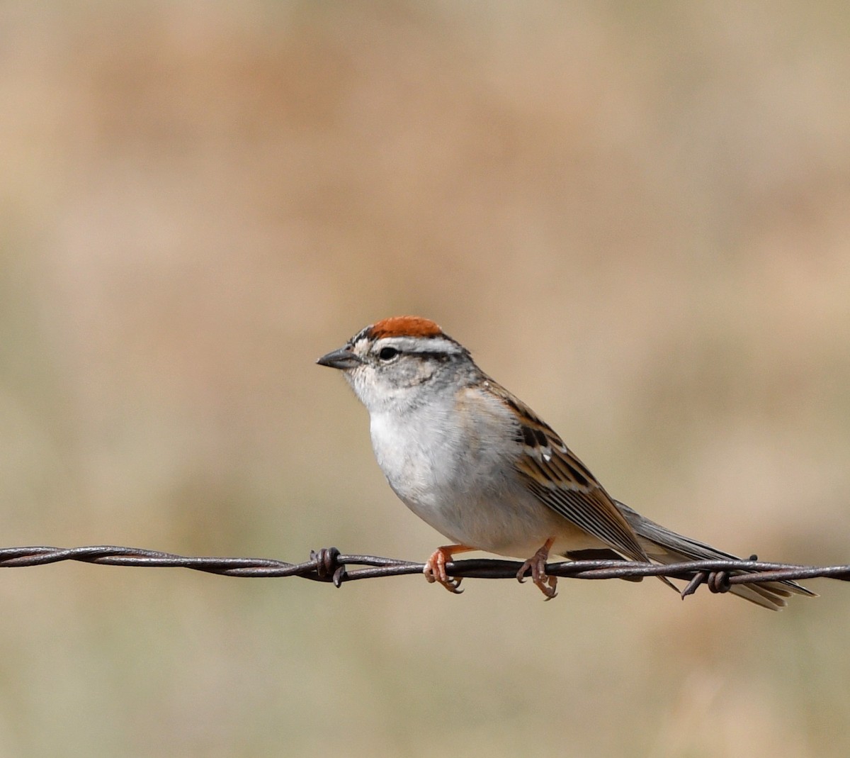 Chipping Sparrow - ML618523935