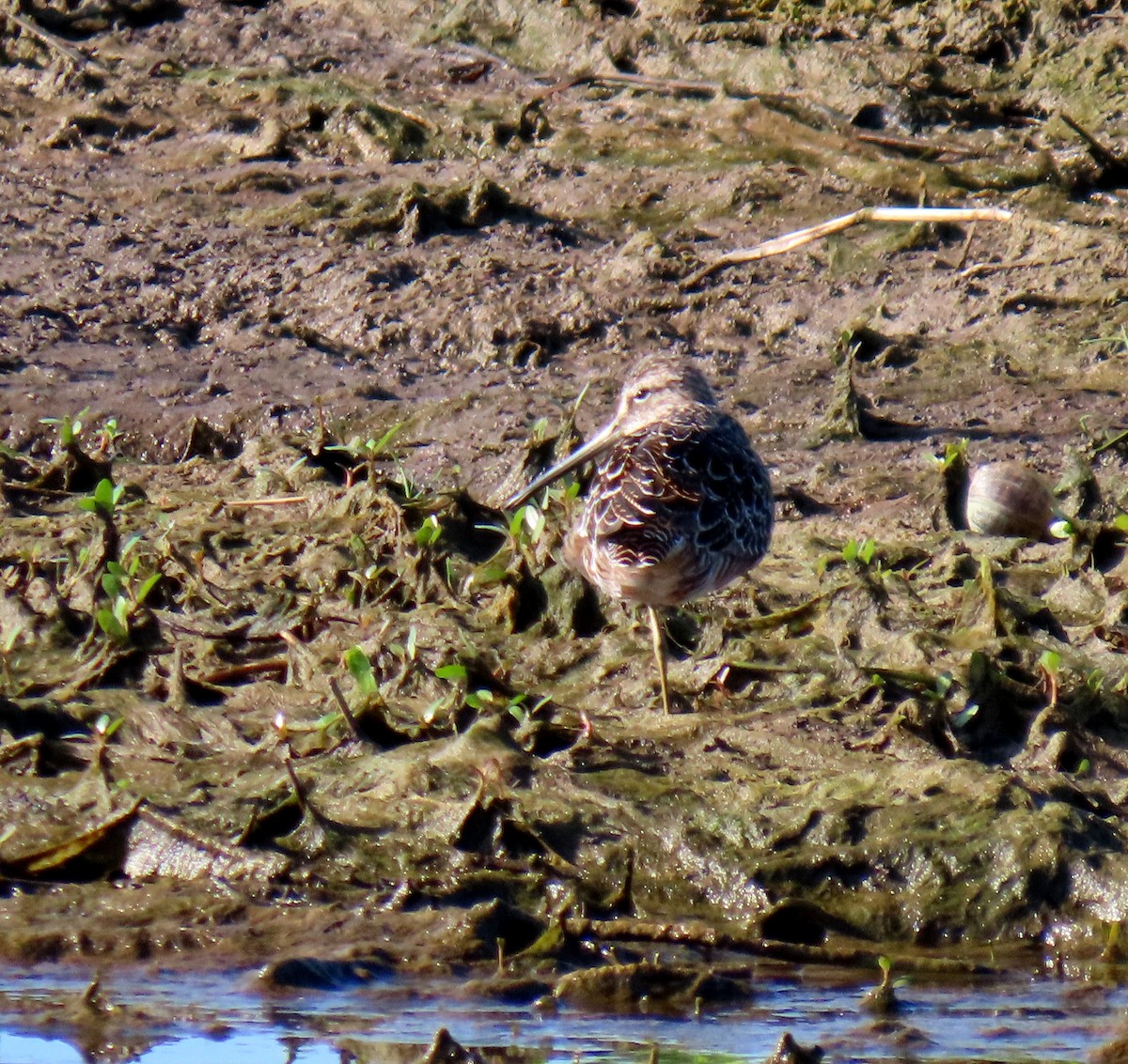 Long-billed Dowitcher - ML618523940