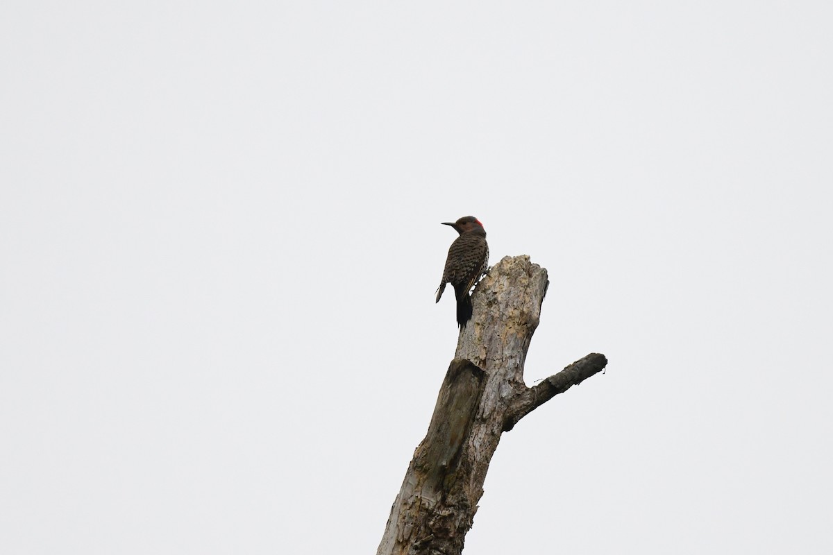 Northern Flicker (Yellow-shafted) - ML618523988