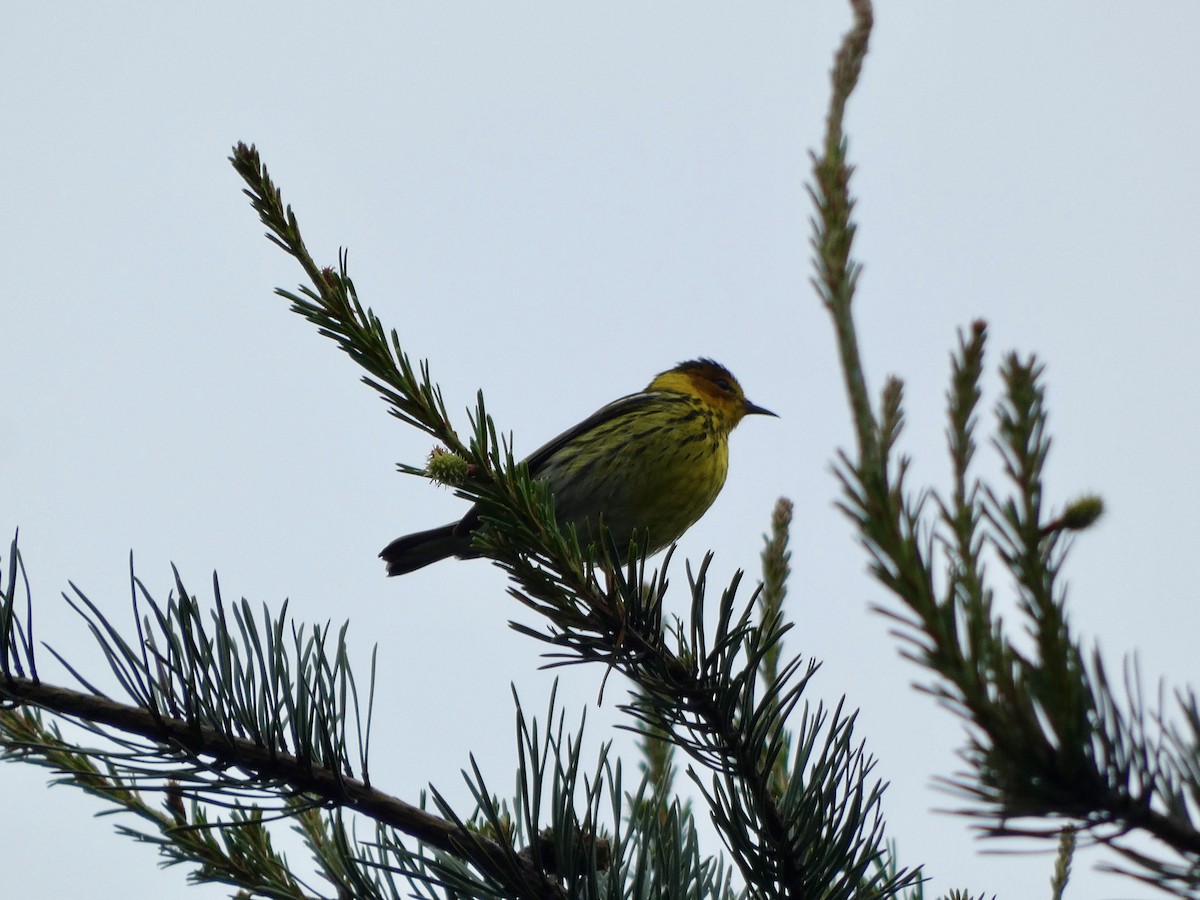 Cape May Warbler - ML618524001