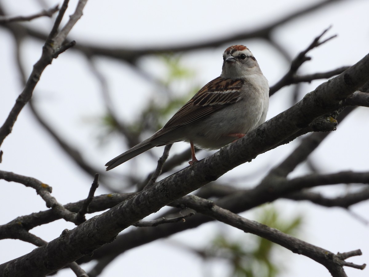 Chipping Sparrow - ML618524010