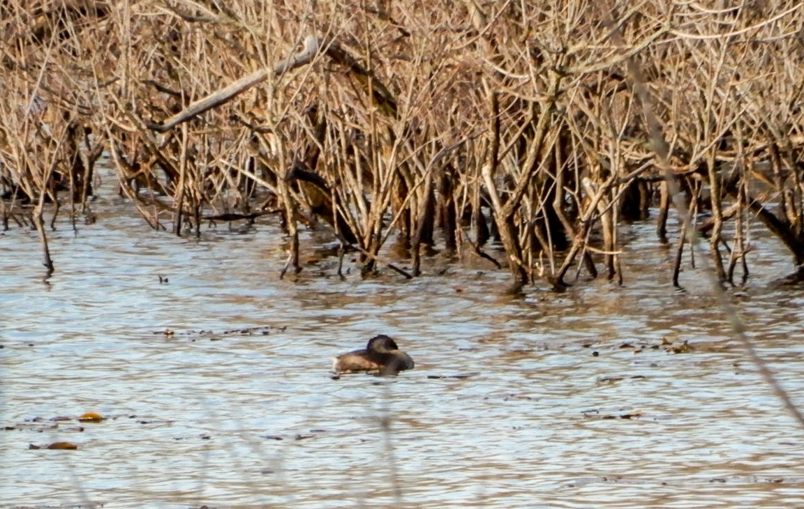Pied-billed Grebe - Scot Russell