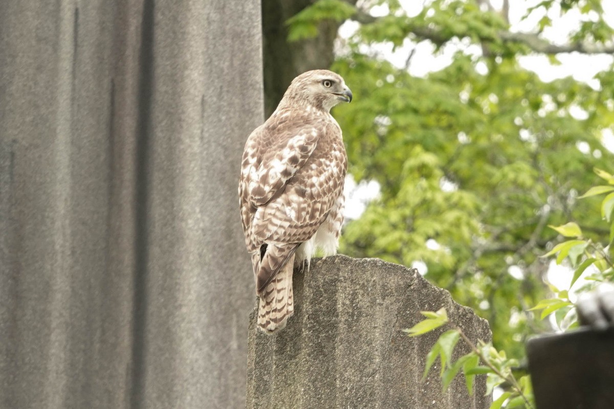 Red-tailed Hawk - ML618524070
