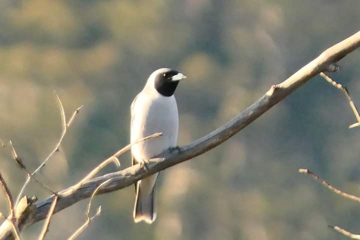 Masked Woodswallow - ML618524102