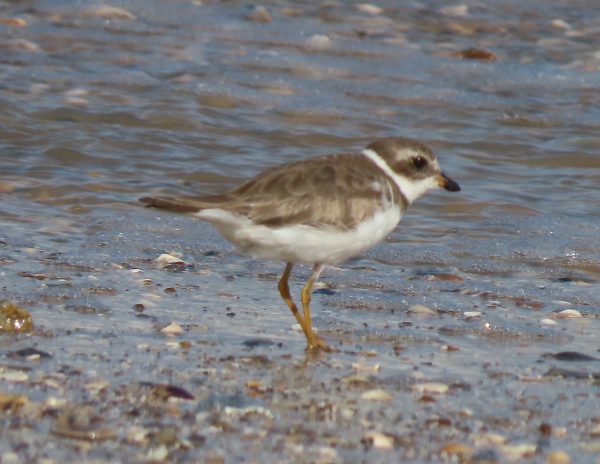 Piping Plover - ML618524143