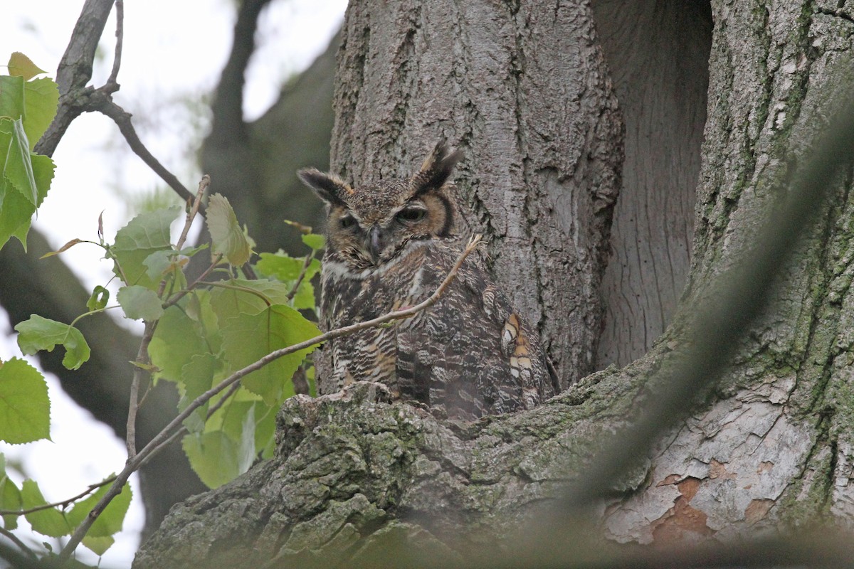 Great Horned Owl - ML618524146