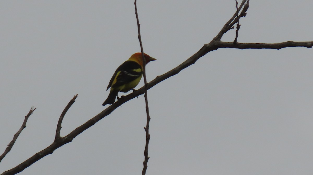 Western Tanager - ML618524148