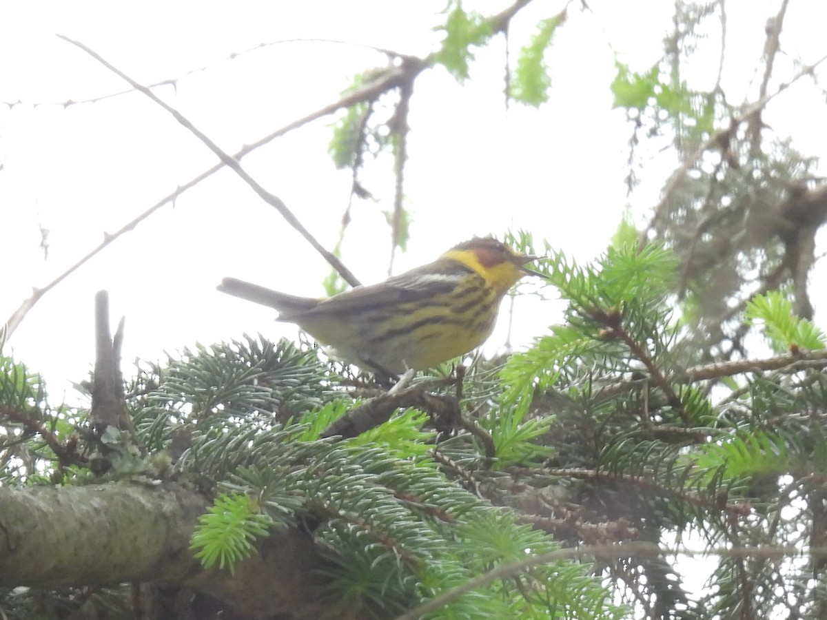 Cape May Warbler - ML618524166