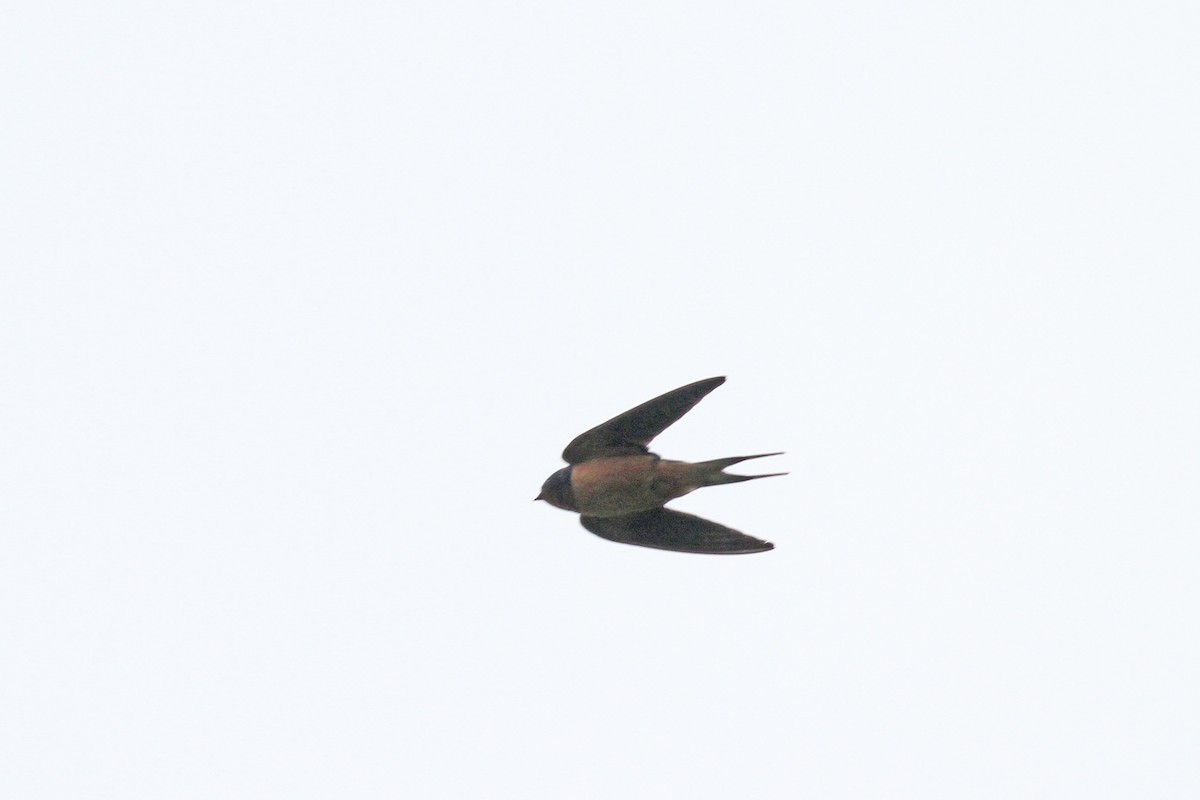 Barn Swallow (American) - Geoffrey A. Williamson