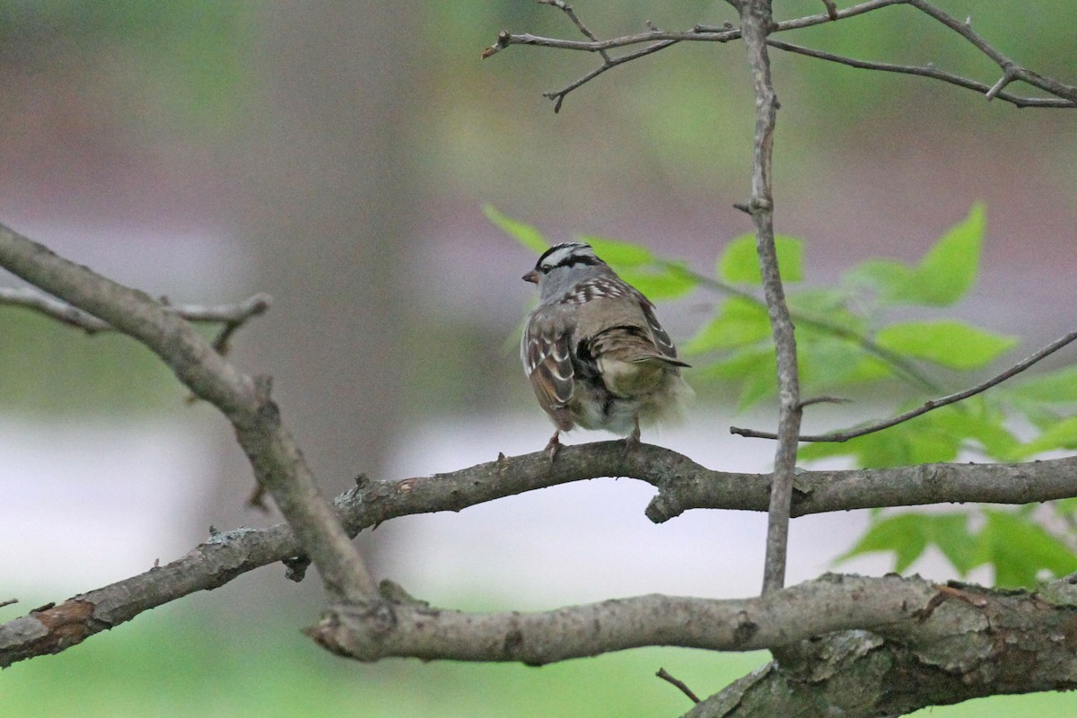 White-crowned Sparrow - ML618524181