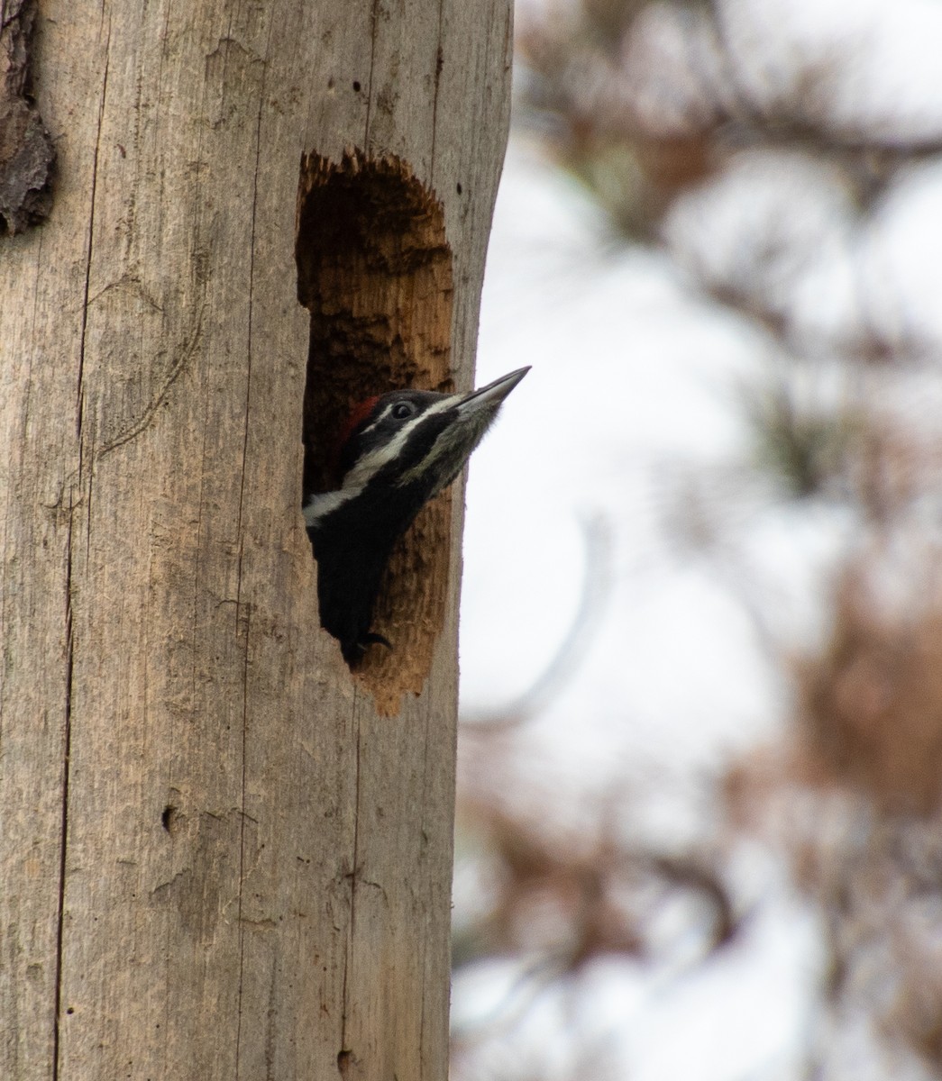 Pileated Woodpecker - ML618524186
