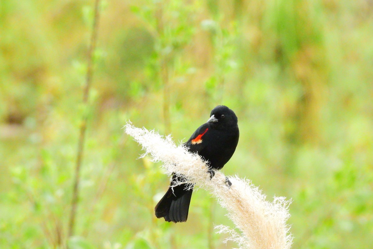 Red-winged Blackbird - ML618524198