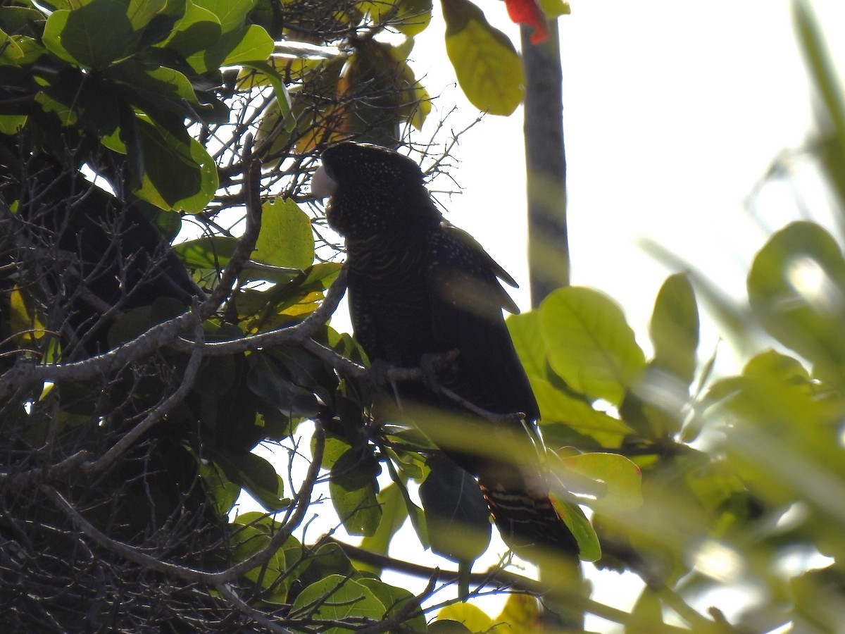 Red-tailed Black-Cockatoo - ML618524199