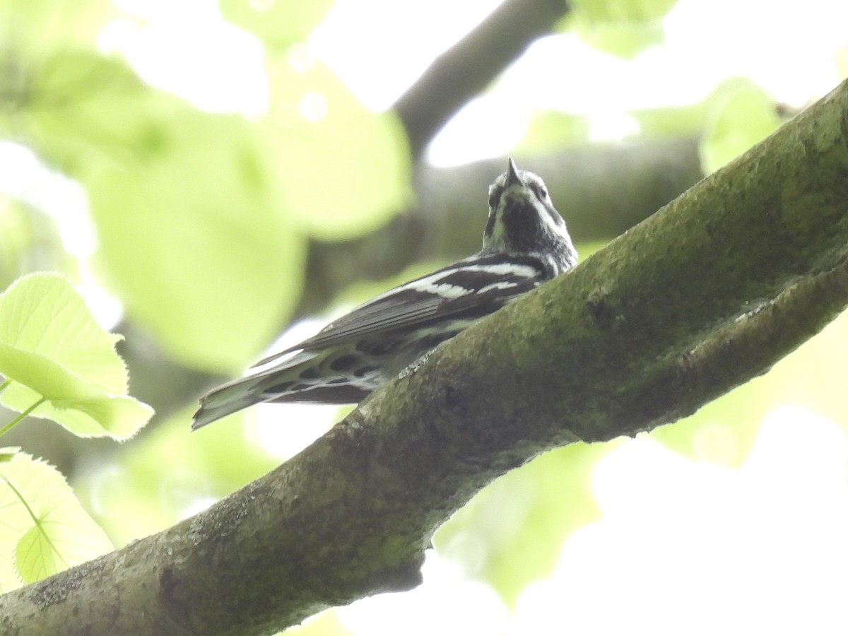 Black-and-white Warbler - ML618524261
