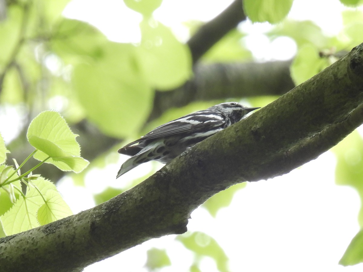 Black-and-white Warbler - ML618524262