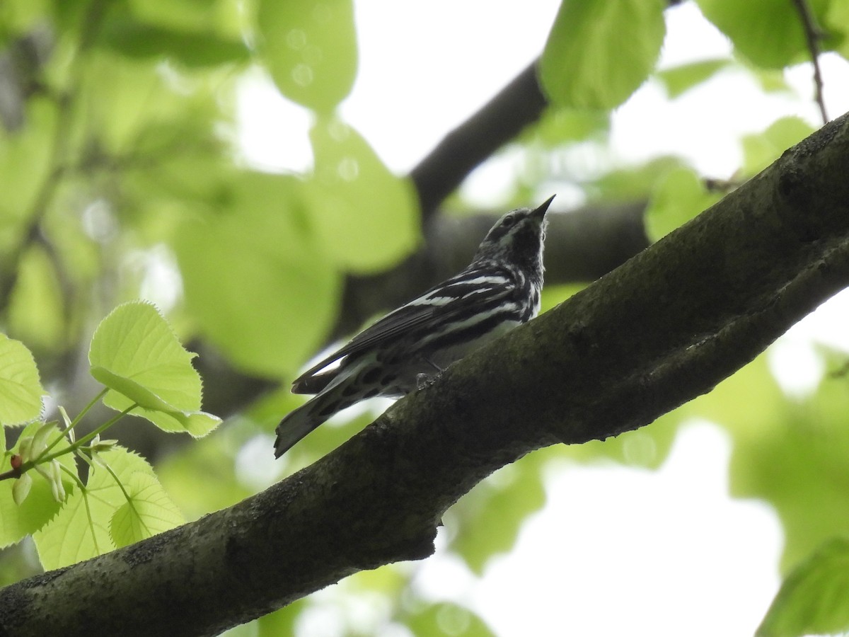 Black-and-white Warbler - ML618524263