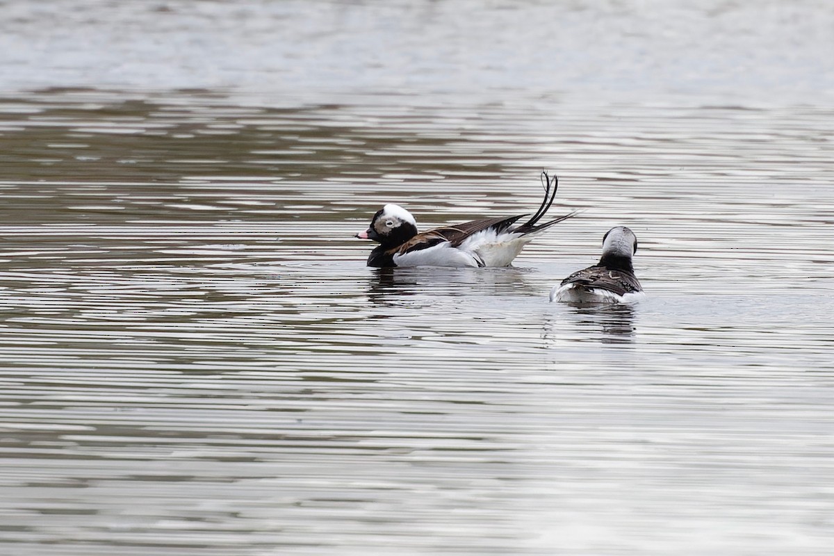 Long-tailed Duck - ML618524305