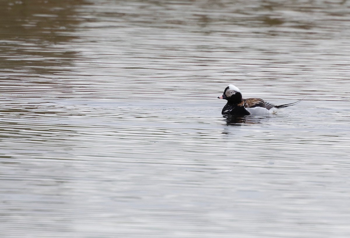 Long-tailed Duck - Eric Barnes