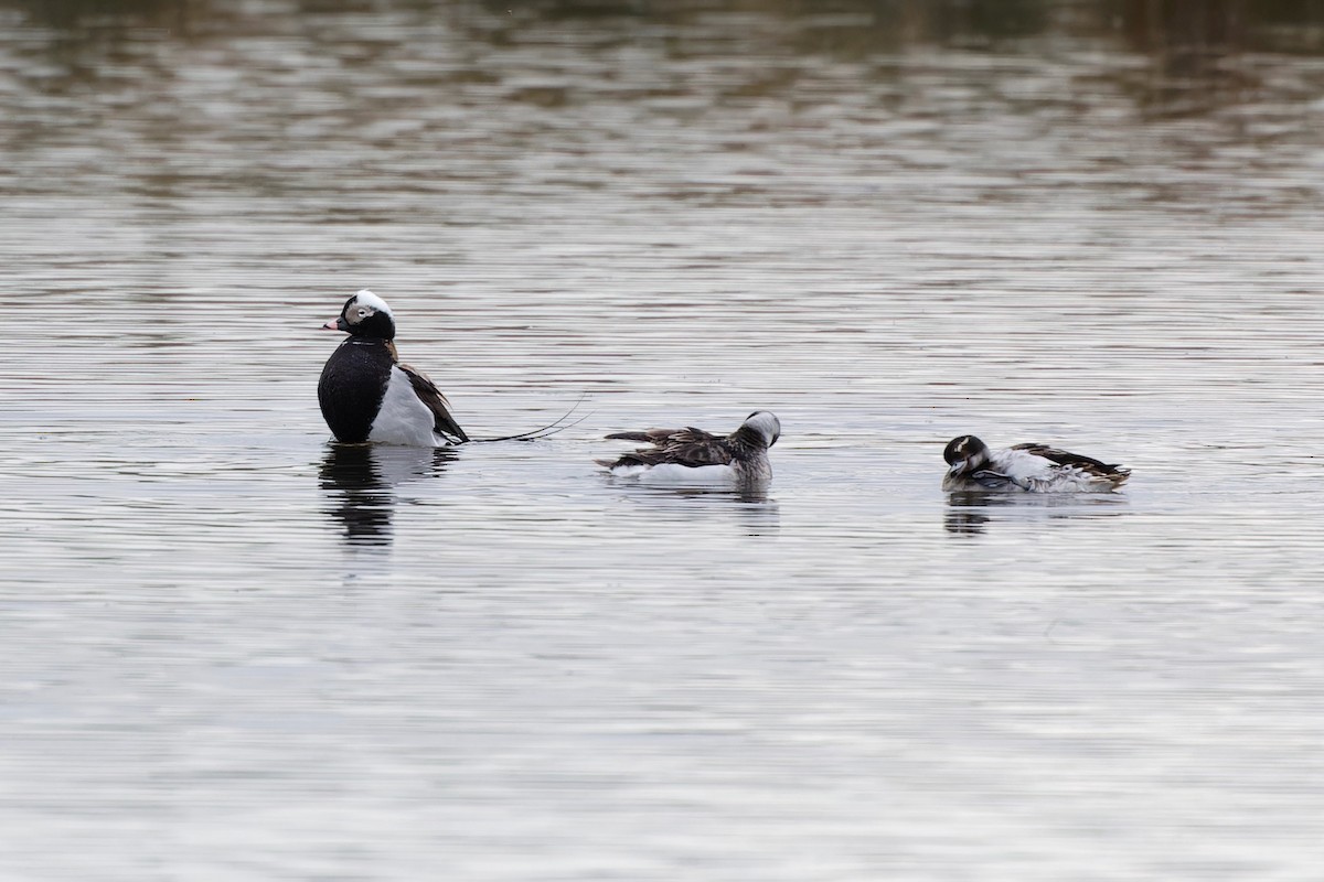 Long-tailed Duck - ML618524308