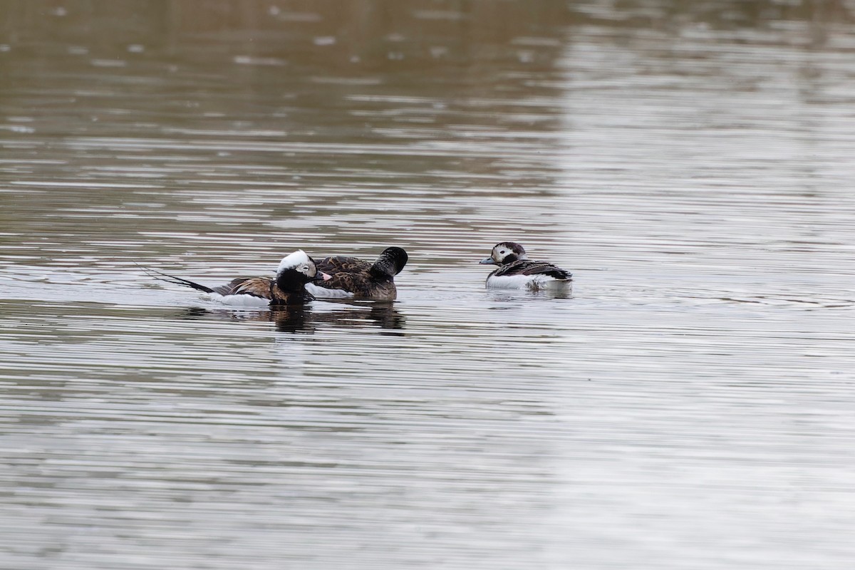 Long-tailed Duck - ML618524309
